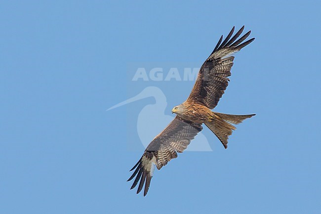 Red Kite (Milvus milvus), immature in flight seen from below, Basilicata, Italy stock-image by Agami/Saverio Gatto,