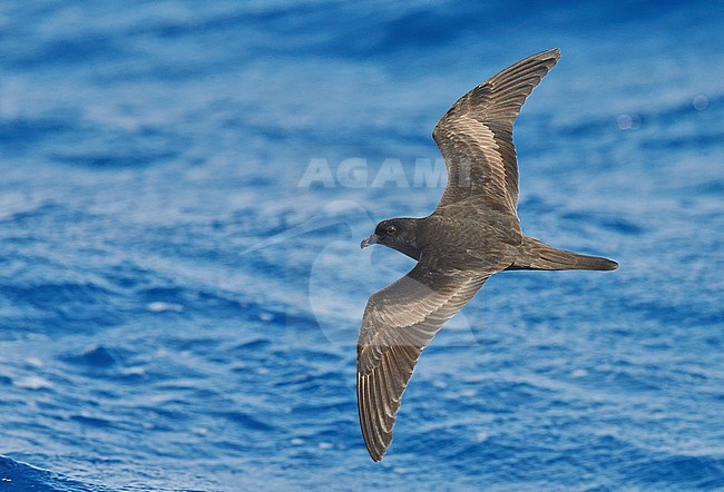 Bulwer's Petrel (Bulweria Bulveria) Madeira Portugal August 2012 stock-image by Agami/Markus Varesvuo,