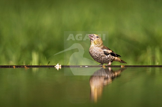 Onvolwassen Appelvink bij drinkplaats; Immature Hawfinch at drinking site stock-image by Agami/Marc Guyt,