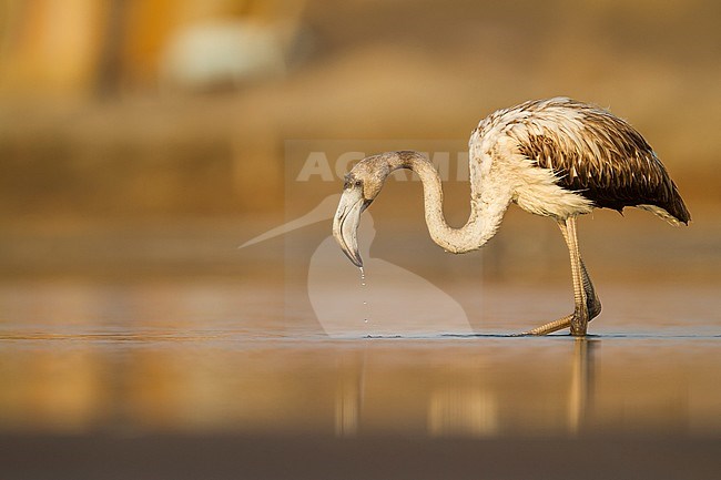 Greater Flamingo - Rosaflamingo - Phoenicopterus roseus, Oman, 1st cy stock-image by Agami/Ralph Martin,