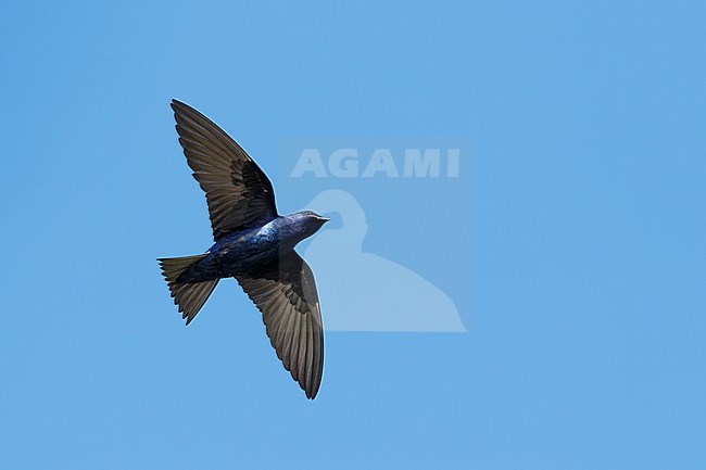 Adult male Purple Martin (Progne subis) in flight at Brazoria County, Texas, USA. stock-image by Agami/Brian E Small,