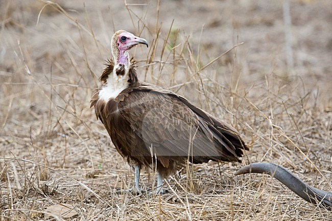 Kapgier, Hooded Vulture, Necrosyrtes monachus stock-image by Agami/Marc Guyt,