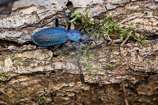 Carabus intricatus - Blue ground beetle - Dunkelblauer Laufkäfer, Germany (Baden-Württemberg), imago, female stock-image by Agami/Ralph Martin,