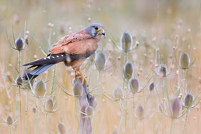 Eurasian Kestrel, Falco tinnunculus, in Italy. stock-image by Agami/Daniele Occhiato,