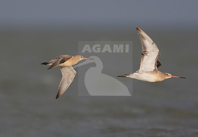 Rosse Grutto en Grutto samen; Black-tailed Godwit and Bar-tailed Godwit together stock-image by Agami/Arie Ouwerkerk,