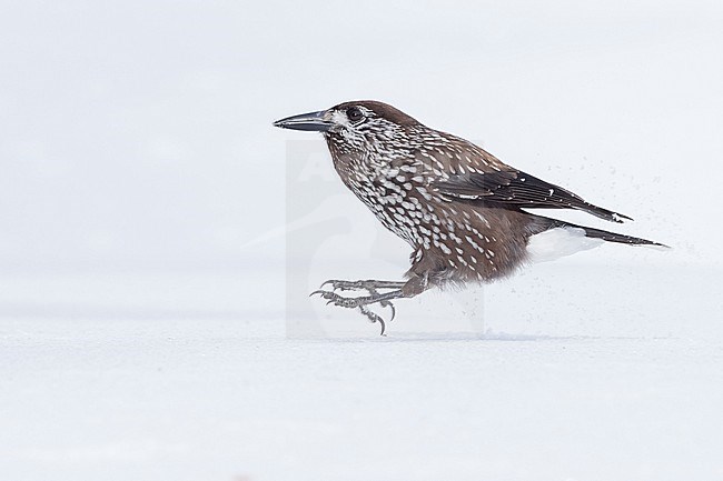 Spotted Nutcracker (Nucifraga caryocatactes) sitting in the snwo in  alpin forest of Switzerland. stock-image by Agami/Marcel Burkhardt,