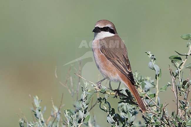 Turkestaanse Klauwier x Bruine Klauwier; Red-tailed Shrike x Brown Shrike; Lanius phoenicuroides x Lanius cristatus stock-image by Agami/Daniele Occhiato,