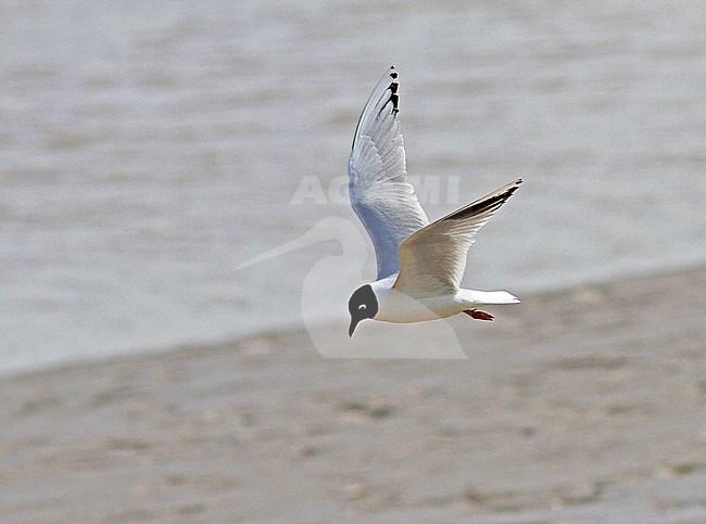 Saunders's gull (Chroicocephalus saundersi) adult in flight stock-image by Agami/Pete Morris,