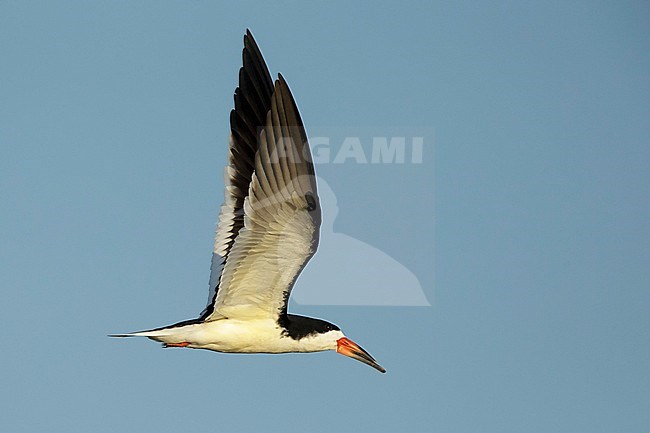 Adult Black Skimmer (Rynchops niger)
Galveston Co., Texas, USA stock-image by Agami/Brian E Small,