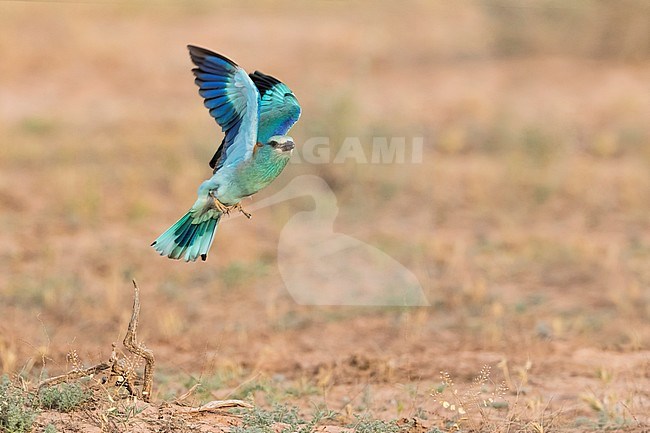 European Roller (Coracias garrulus) in flight stock-image by Agami/Ralph Martin,