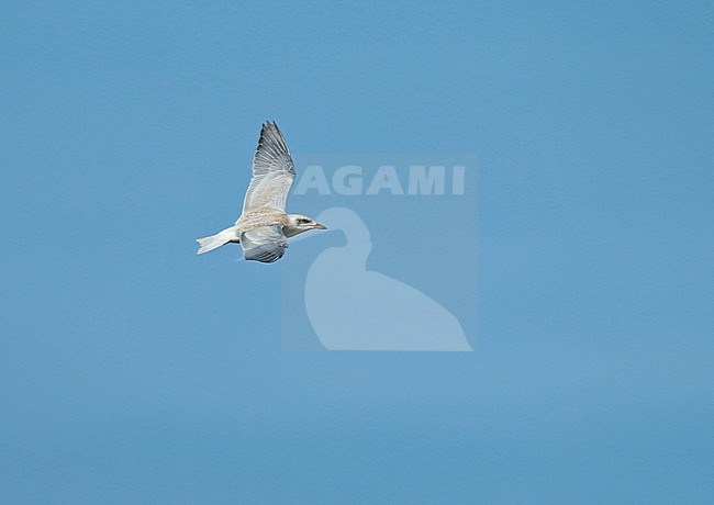Gull-billed Tern Gelochelidon nilotica), juvenile in flight, seen from the side, showing upperwing. stock-image by Agami/Fred Visscher,