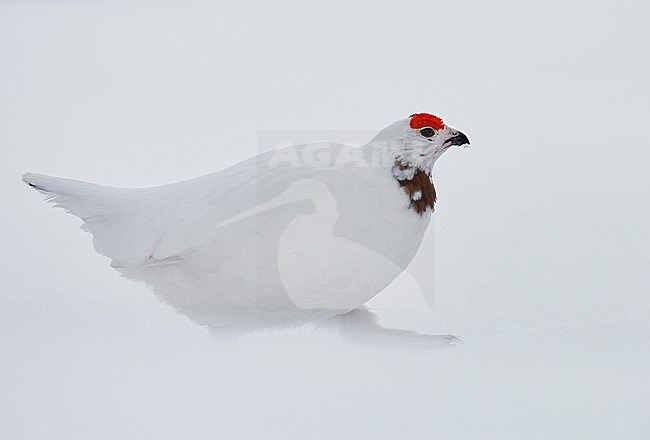 Moerassneeuwhoen in de sneeuw, Willow Ptarmigan in snow stock-image by Agami/Markus Varesvuo,