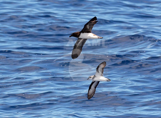 Zwartvleugelstormvogel en Tahitistormvogel, Black-winged and Tahiti Petrel, between Norfolk Island and New Caledonia, March 31st 2013, WPO stock-image by Agami/Laurens Steijn,