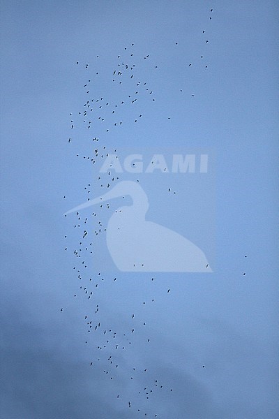 Huge flock of bats flying out at night from the Gomantong Caves, an intricate cave system inside Gomantong Hill in Sandakan Division, Sabah, Malaysia. stock-image by Agami/James Eaton,