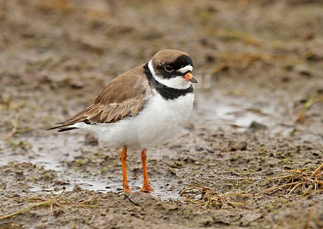 Adulte Amerikaanse Bontbekplevier; Semipalmated Plover adult stock-image by Agami/Pete Morris,