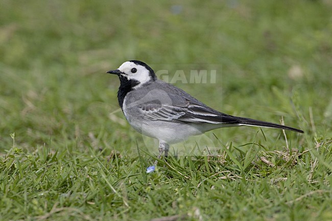 White Wagtail adult in grass, Witte kwikstaart adult in gras stock-image by Agami/Daniele Occhiato,