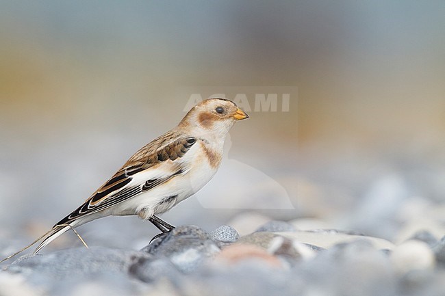 Wintering Snow Bunting (Plectrophenax nivalis nivalis) on a beach on a Wadden Island in northern Germany. stock-image by Agami/Ralph Martin,