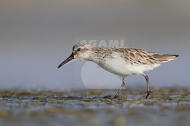 Broad-billed Sandpiper - SumpflÃ¤ufer - Limicola falcinellus, Oman, adult, nonbreeding stock-image by Agami/Ralph Martin,