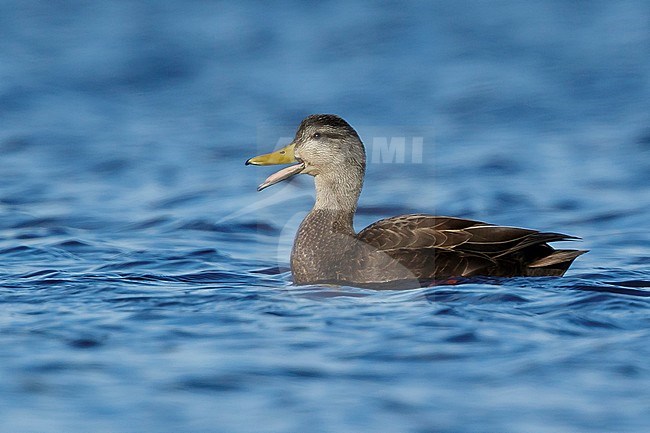 Adult male American Black Duck (Anas rubripes) calling
Ocean Co., N.J.
March 2017 stock-image by Agami/Brian E Small,