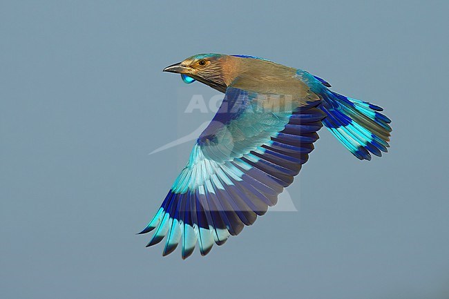 Indian Roller (Coracias benghalensis benghalensis), adult bird in flight showing upperparts, Oman stock-image by Agami/Kari Eischer,