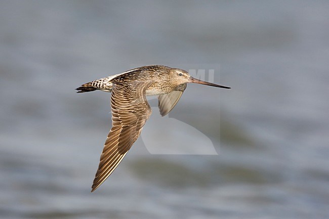 Vliegend vrouwtje Rosse Grutto; Flying female Bar-tailed Godwit in summer plumage stock-image by Agami/Arie Ouwerkerk,