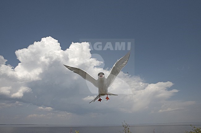 Arctic Tern adult flying; Noordse Stern volwassen vliegend stock-image by Agami/Jari Peltomäki,