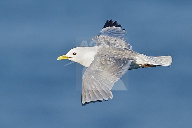 Black-legged Kittiwake (Rissa tridactyla) flying along the coastline of Newfoundland, Canada. stock-image by Agami/Glenn Bartley,