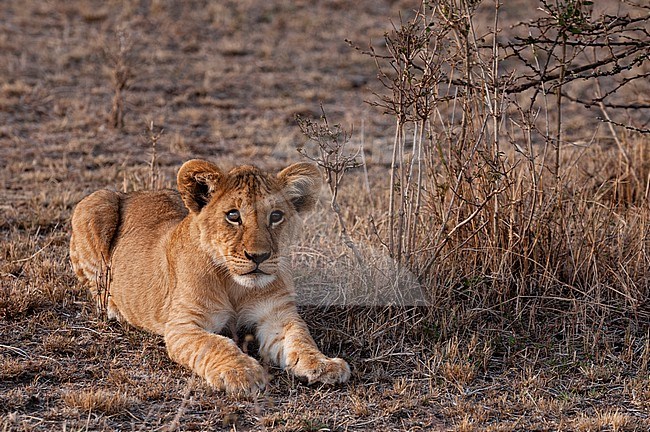 Portrait of a lion cub, Panthera leo, resting. Masai Mara National Reserve, Kenya. stock-image by Agami/Sergio Pitamitz,