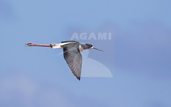 Hawaiian stilt (Himantopus mexicanus knudseni) on Oahu island, Hawaii, United States. Endangered subspecies. stock-image by Agami/Pete Morris,