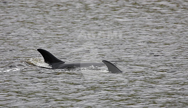 Witflankdolfijn, Atlantic white-sided Dolphin, Lagenorhynchus acutus stock-image by Agami/Hugh Harrop,