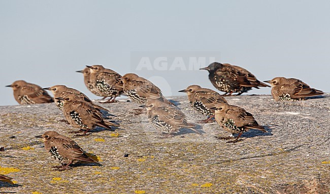 Jonge Spreeuw, Common Starling immature stock-image by Agami/Markus Varesvuo,