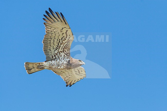 Short-toed Eagle - Schlangenadler - Circaetus gallicus, Spain, adult stock-image by Agami/Ralph Martin,