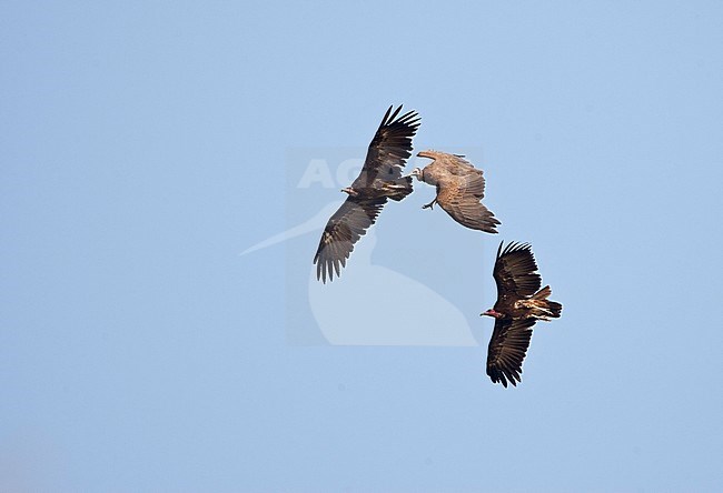 Drie Kapgieren boven kustbos van Gambia; Three Hooded Vultures flying above Gambian coastal forest stock-image by Agami/Marc Guyt,