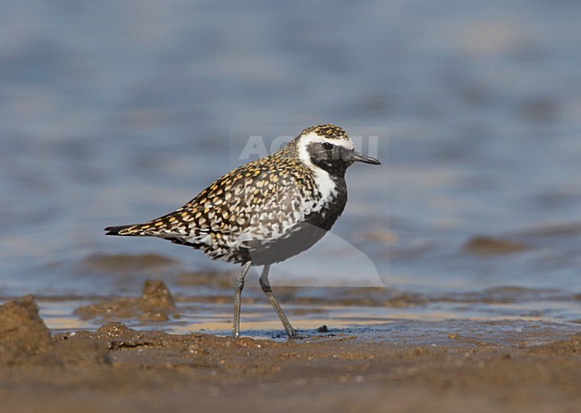 Pacific Golden Plover summerplumage standing; Aziatische Goudplevier zomerkleed staand stock-image by Agami/Ran Schols,