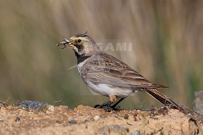 Strandleeuwerik met voedsel, Horned Lark with food stock-image by Agami/Daniele Occhiato,