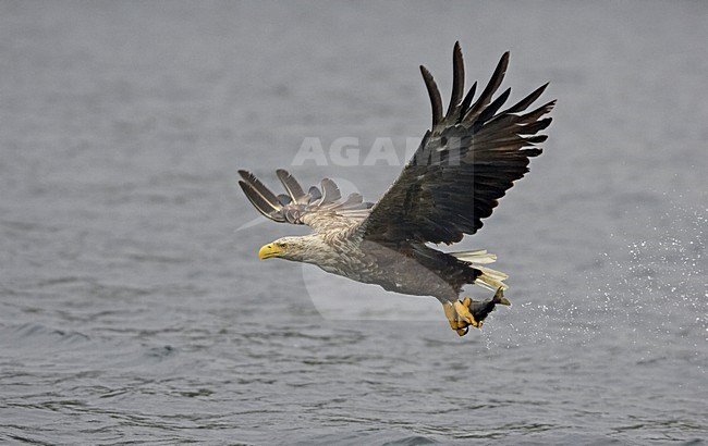 Zeearend adult vliegend met vis; White-tailed Eagle adult flying with fish stock-image by Agami/Markus Varesvuo,