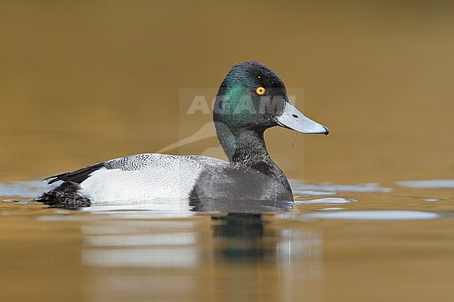 Lesser Scaup (Aythya affinis) swimming on a pond near Victoria, BC, Canada. stock-image by Agami/Glenn Bartley,