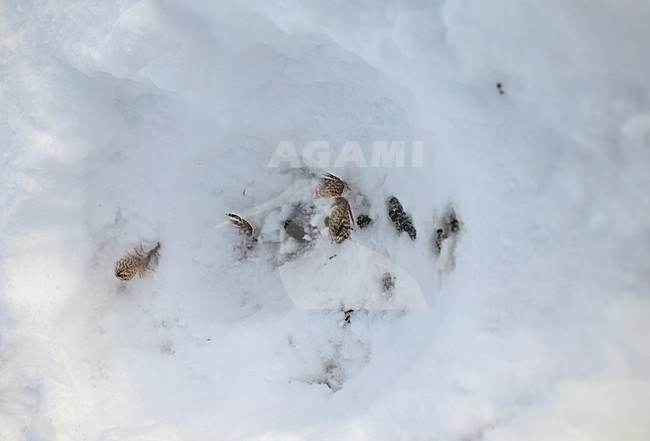 Moerassneeuwhoen dood in de sneeuw, Willow Ptarmigan dead in snow stock-image by Agami/Markus Varesvuo,