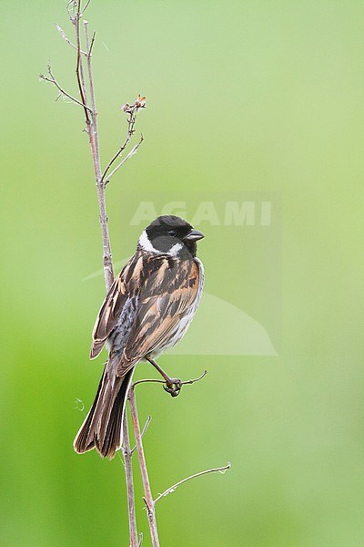 Reed Bunting - Rohrammer - Emberiza schoeniclus ssp. stresemanni, Hungary, adult male stock-image by Agami/Ralph Martin,