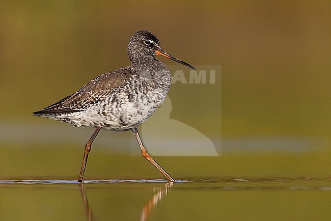 Spotted Redshank, Tringa erythropus, in Italy. stock-image by Agami/Daniele Occhiato,