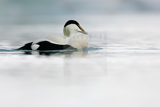 Roepend mannetje Eider; Calling male Common Eider stock-image by Agami/Menno van Duijn,