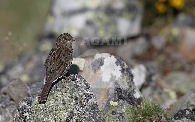 Iberian Dunnock (Prunella modularis mabbotti) juvenile perched at a rock in the Cantabrian Mountains, Castillia y Leon, Spain stock-image by Agami/Helge Sorensen,