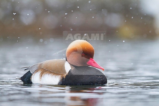 Red-crested Pochard - Kolbenente - Netta rufina, Germany, adult male stock-image by Agami/Ralph Martin,