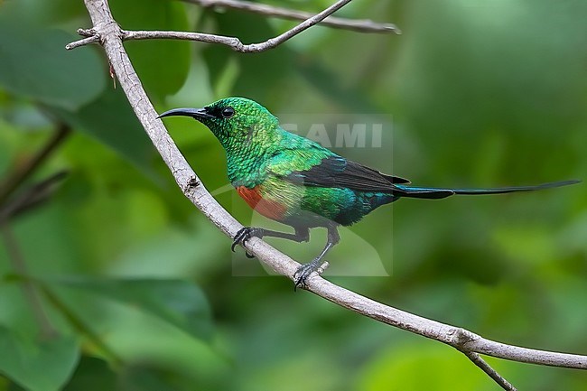 Male Beautiful Sunbird (Cinnyris pulchellus) perched on a branch in a rainforest in Ghana. stock-image by Agami/Dubi Shapiro,