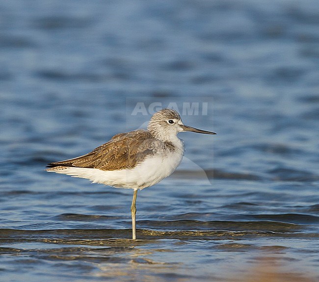 Common Greenshank - Grünschenkel - Tringa nebularia, Oman stock-image by Agami/Ralph Martin,