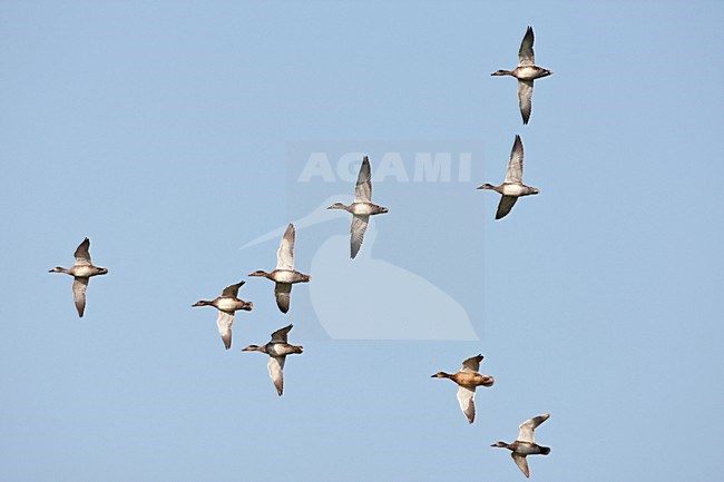 Vliegende groep Krakeenden. Flying flock of Gadwalls. stock-image by Agami/Ran Schols,