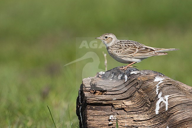 Adult Japanese Skylark (Alauda japonica kiborti) during spring season in Russia (Baikal). stock-image by Agami/Ralph Martin,