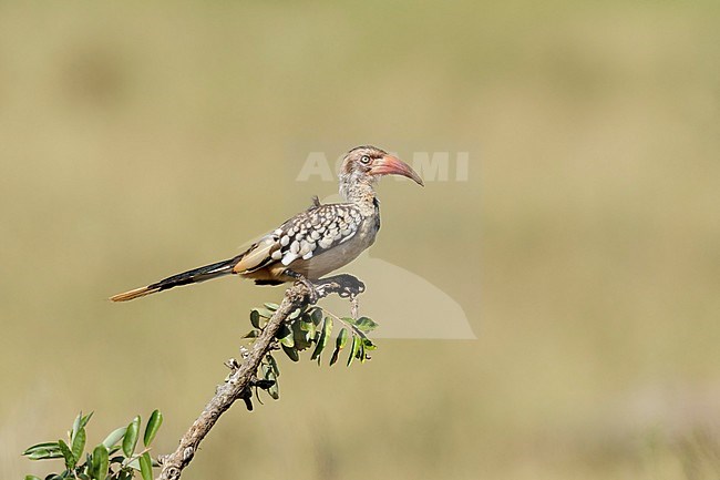 Zuidelijke Roodsnaveltok zittend op een tak, Southern Red-billed Hornbill sitting on a branch, stock-image by Agami/Walter Soestbergen,