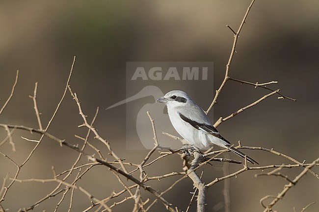 Steppe Grey Shrike - Raubwürger - Lanius excubitor ssp. pallidirostris, Oman, adult stock-image by Agami/Ralph Martin,