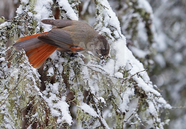 Taigagaai in de sneeuw, Siberian Jay in the snow stock-image by Agami/Markus Varesvuo,